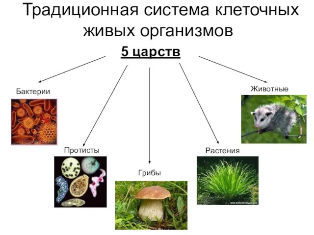 Традиционная система клеточных живых организмов Бактерии Грибы Растения Животные 5 царств Протисты