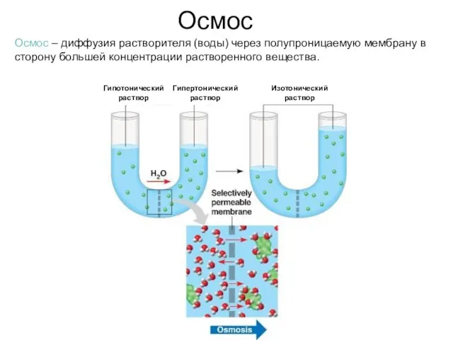 Осмос Осмос – диффузия растворителя (воды) через полупроницаемую мембрану в сторону