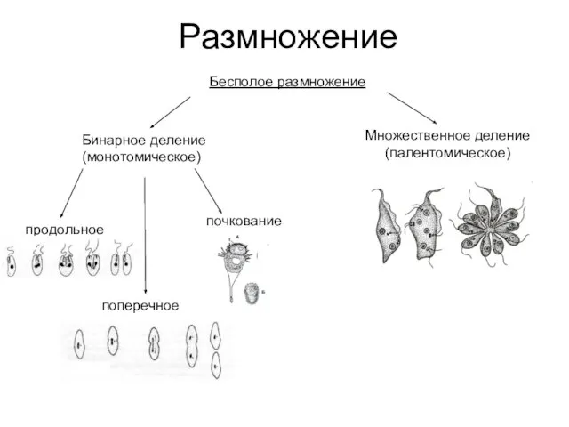 Бесполое размножение Размножение продольное поперечное Бинарное деление (монотомическое) Множественное деление (палентомическое) почкование