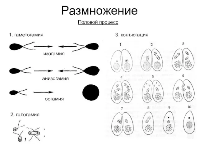 Размножение Половой процесс 1. гаметогамия изогамия анизогамия оогамия 3. конъюгация 2. гологамия