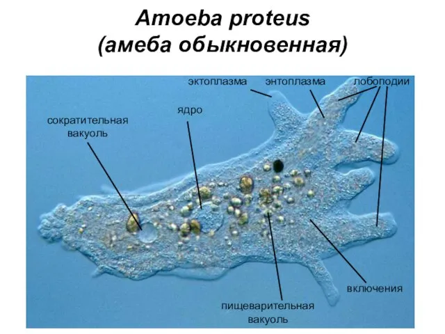 Amoeba proteus (амеба обыкновенная) эктоплазма энтоплазма ядро сократительная вакуоль пищеварительная вакуоль включения лобоподии