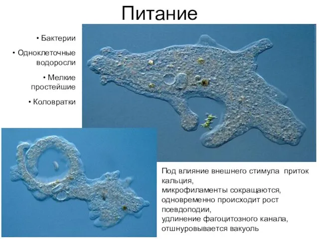 Питание Бактерии Одноклеточные водоросли Мелкие простейшие Коловратки Под влияние внешнего стимула