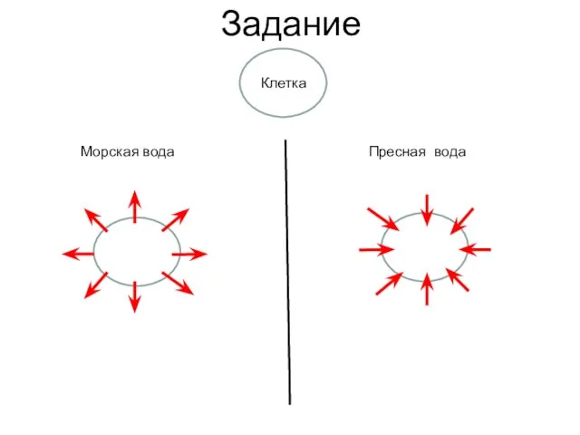 Задание Морская вода Пресная вода Клетка