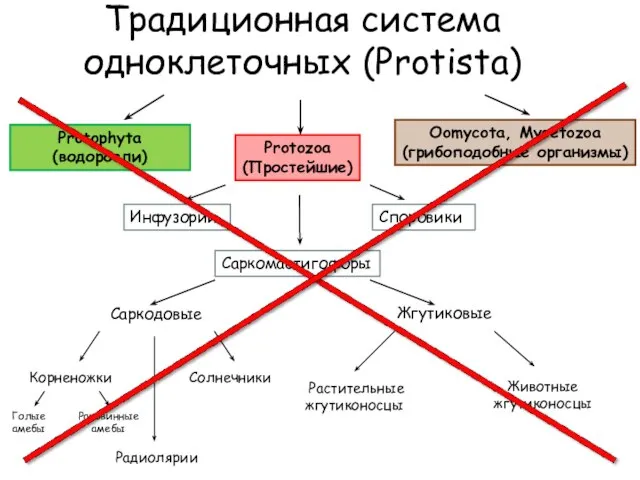 Традиционная система одноклеточных (Protista) Protozoa (Простейшие) Protophyta (водоросли) Oomycota, Mycetozoa (грибоподобные