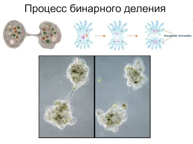 Процесс бинарного деления