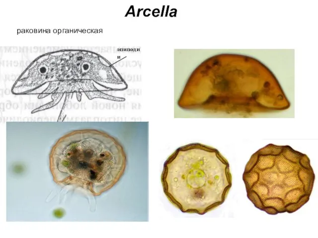 Arcella раковина органическая эпиподии