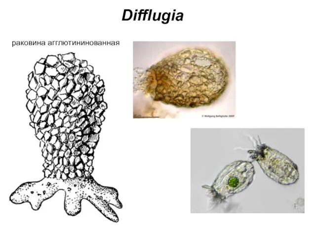 Difflugia раковина агглютининованная