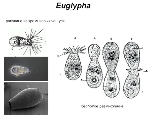 Euglypha бесполое размножение раковина из кремниевых чешуек
