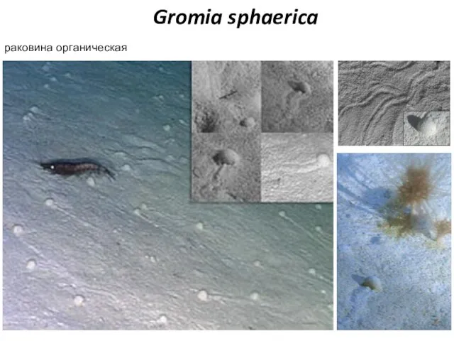 Gromia sphaerica раковина органическая