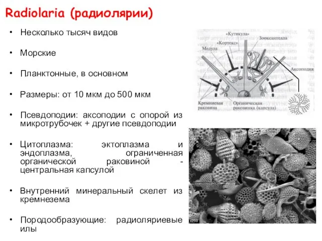 Radiolaria (радиолярии) Несколько тысяч видов Морские Планктонные, в основном Размеры: от