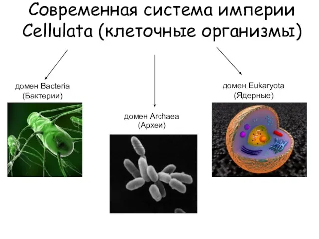 Современная система империи Cellulata (клеточные организмы) домен Bacteria (Бактерии) домен Archaea (Археи) домен Eukaryota (Ядерные)