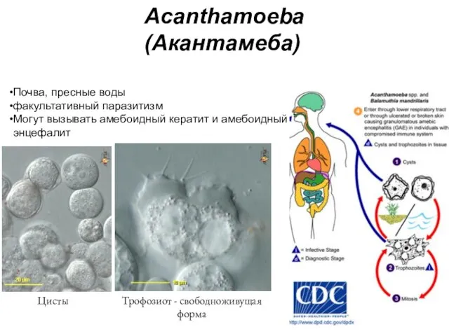 Acanthamoeba (Акантамеба) Почва, пресные воды факультативный паразитизм Могут вызывать амебоидный кератит
