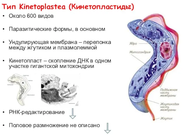 Тип Kinetoplastea (Кинетопластиды) Около 600 видов Паразитические формы, в основном Ундулирующая