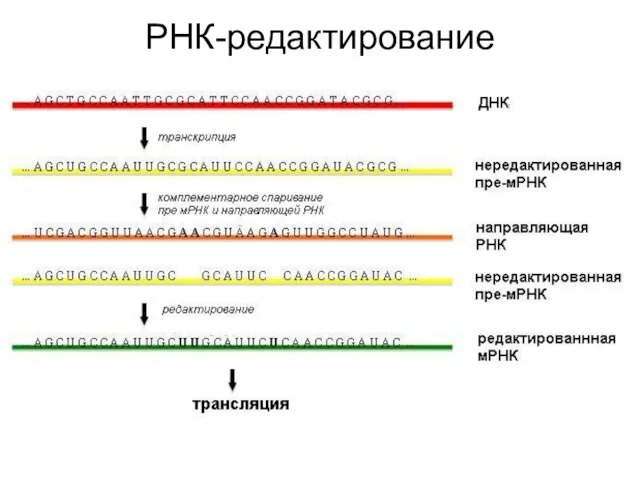 РНК-редактирование