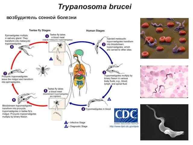 Trypanosoma brucei возбудитель сонной болезни