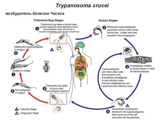 Trypanosoma crucei возбудитель болезни Чагаса