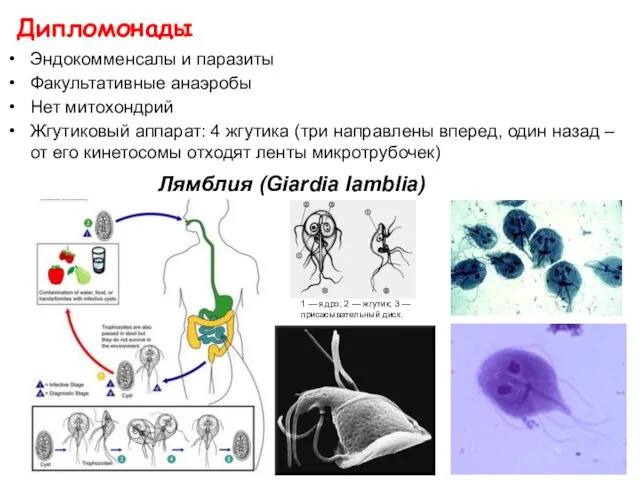 Дипломонады Эндокомменсалы и паразиты Факультативные анаэробы Нет митохондрий Жгутиковый аппарат: 4