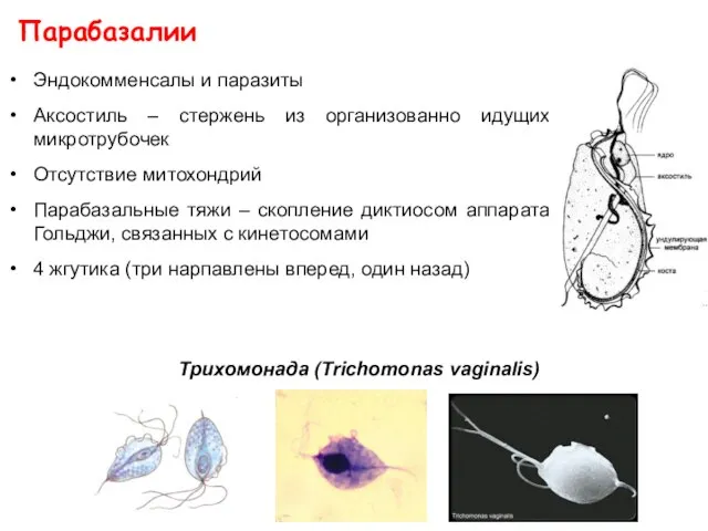 Эндокомменсалы и паразиты Аксостиль – стержень из организованно идущих микротрубочек Отсутствие