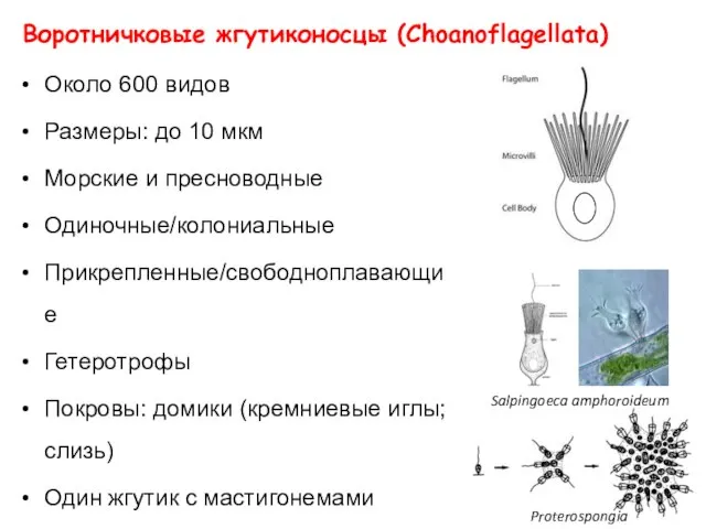 Воротничковые жгутиконосцы (Choanoflagellata) Около 600 видов Размеры: до 10 мкм Морские