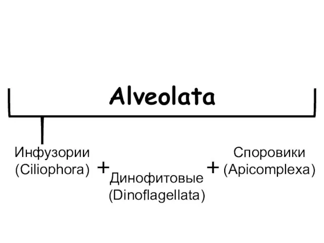 Alveolata Динофитовые (Dinoflagellata) Инфузории (Ciliophora) Споровики (Apicomplexa)