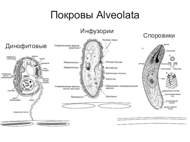 Покровы Alveolata Динофитовые Споровики Инфузории