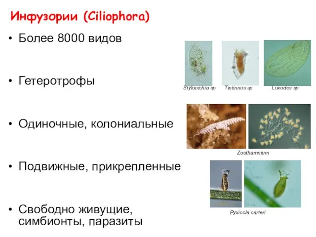 Инфузории (Ciliophora) Более 8000 видов Гетеротрофы Одиночные, колониальные Подвижные, прикрепленные Свободно