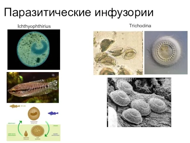 Паразитические инфузории Ichthyophthirius Trichodina