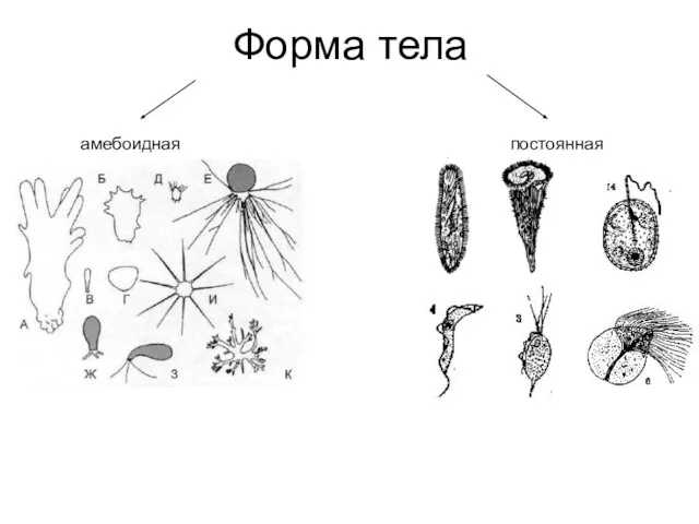 Форма тела амебоидная постоянная