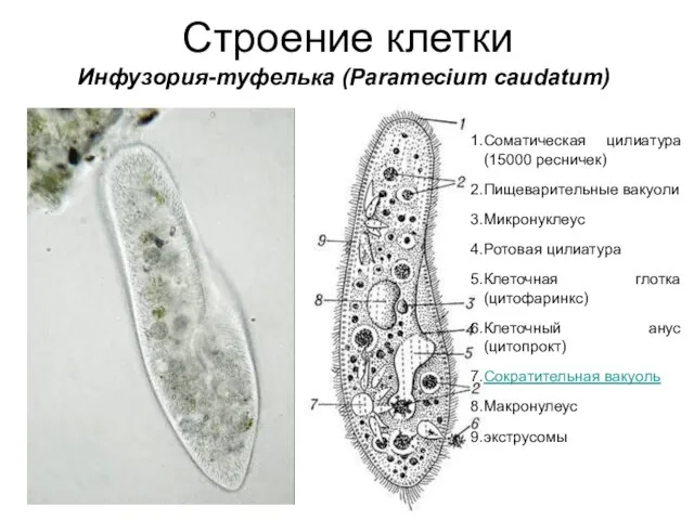 Строение клетки Инфузория-туфелька (Paramecium caudatum) Соматическая цилиатура (15000 ресничек) Пищеварительные вакуоли