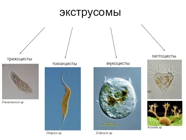 экструсомы трихоцисты токсицисты мукоцисты гаптоцисты Paramecium sp Dileptus sp Didinium sp Acineta sp