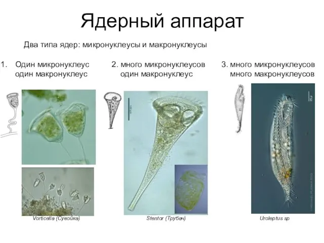 Ядерный аппарат Два типа ядер: микронуклеусы и макронуклеусы Один микронуклеус один