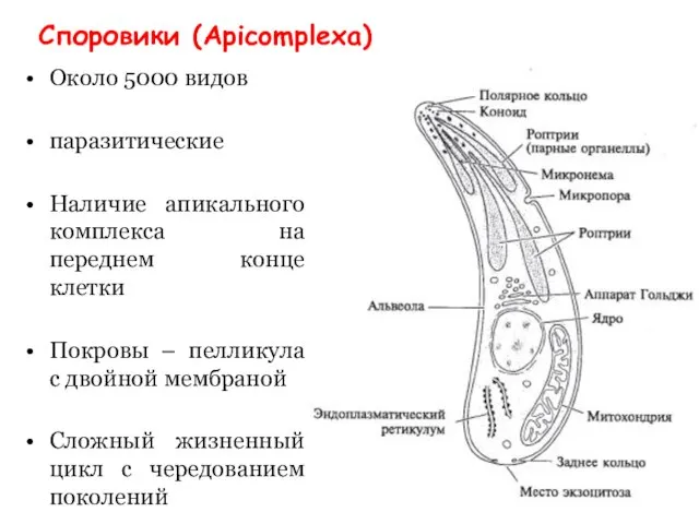 Споровики (Apicomplexa) Около 5000 видов паразитические Наличие апикального комплекса на переднем