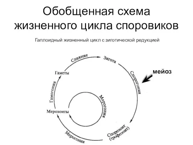 Обобщенная схема жизненного цикла споровиков Гаплоидный жизненный цикл с зиготической редукцией мейоз