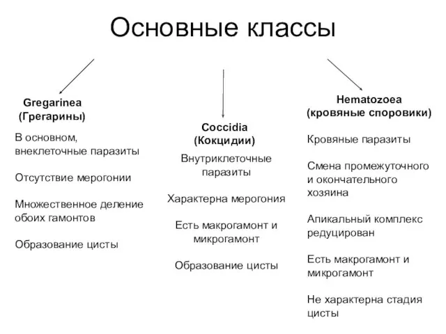 Основные классы Gregarinea (Грегарины) Coccidia (Кокцидии) Hematozoea (кровяные споровики) Кровяные паразиты