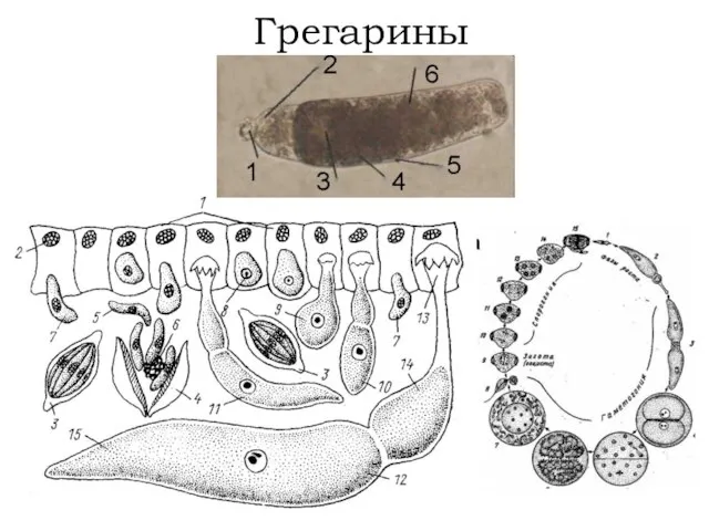 Грегарины