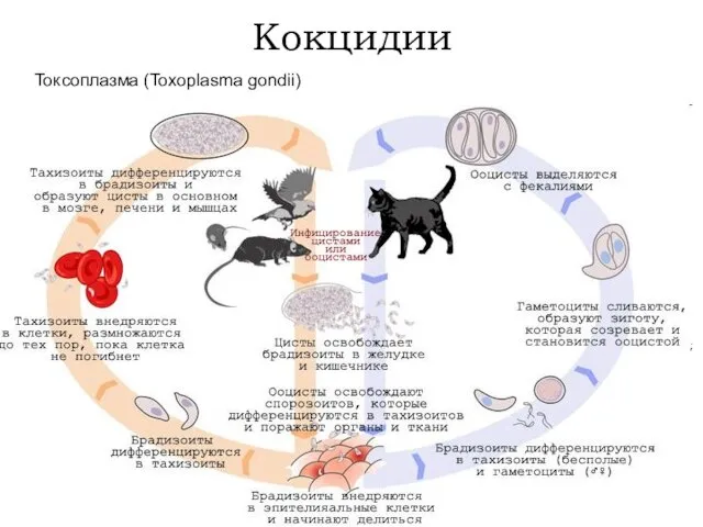 Токсоплазма (Toxoplasma gondii) Кокцидии