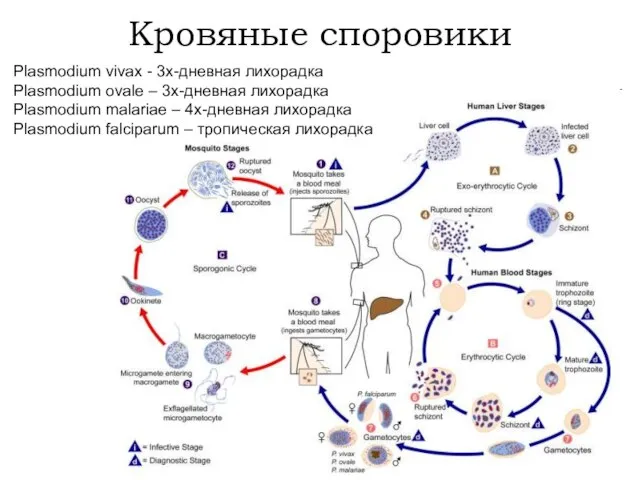 Кровяные споровики Plasmodium vivax - 3х-дневная лихорадка Plasmodium ovale – 3х-дневная