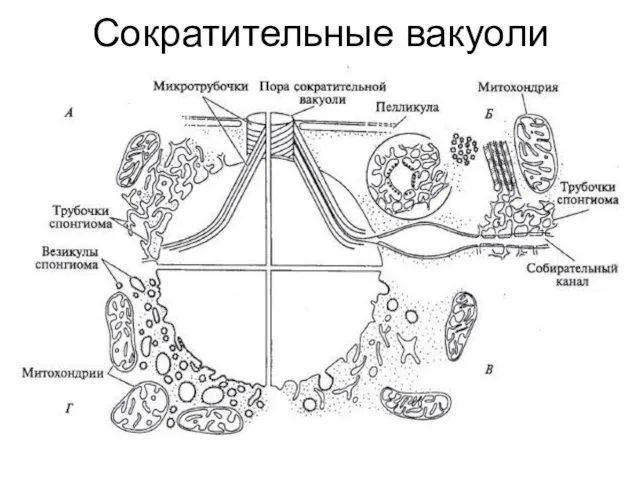 Сократительные вакуоли