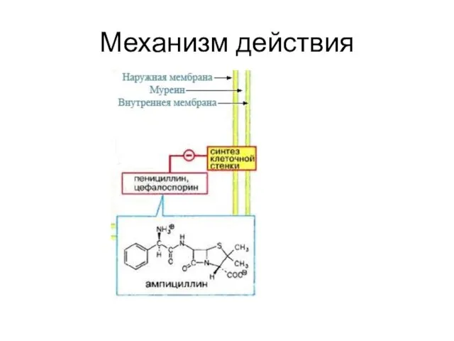 Механизм действия