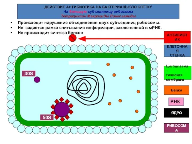 КЛЕТОЧНАЯ СТЕНКА РИБОСОМА ЯДРО АНТИБИОТИК ДЕЙСТВИЕ АНТИБИОТИКА НА БАКТЕРИАЛЬНУЮ КЛЕТКУ На