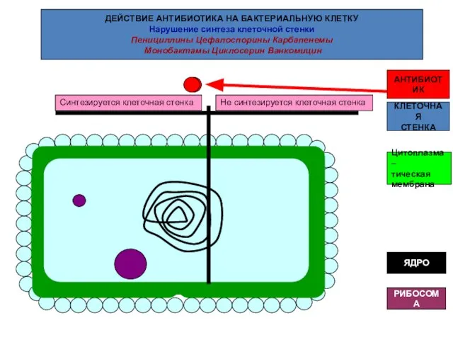 ДЕЙСТВИЕ АНТИБИОТИКА НА БАКТЕРИАЛЬНУЮ КЛЕТКУ Нарушение синтеза клеточной стенки Пенициллины Цефалоспорины
