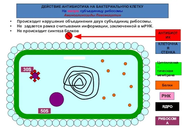 КЛЕТОЧНАЯ СТЕНКА РИБОСОМА ЯДРО АНТИБИОТИК ДЕЙСТВИЕ АНТИБИОТИКА НА БАКТЕРИАЛЬНУЮ КЛЕТКУ На