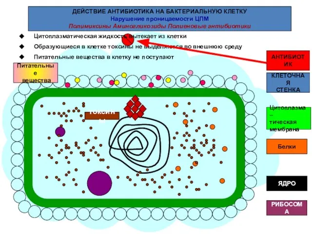 ДЕЙСТВИЕ АНТИБИОТИКА НА БАКТЕРИАЛЬНУЮ КЛЕТКУ Нарушение проницаемости ЦПМ Полимиксины Аминогликозиды Полиеновые