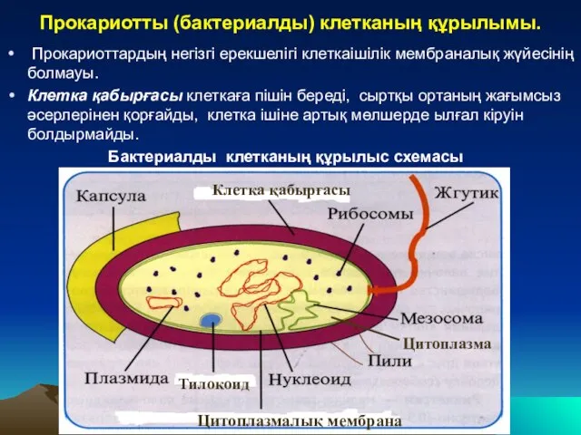 Прокариотты (бактериалды) клетканың құрылымы. Прокариоттардың негізгі ерекшелігі клеткаішілік мембраналық жүйесінің болмауы.