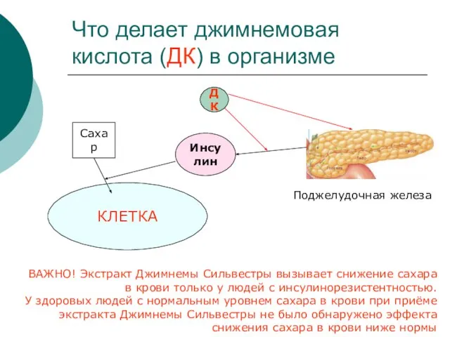 Что делает джимнемовая кислота (ДК) в организме ВАЖНО! Экстракт Джимнемы Сильвестры