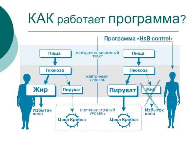 КАК работает программа?