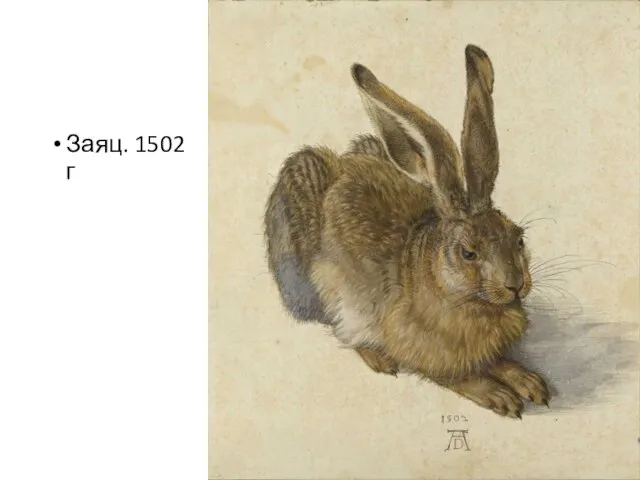 Заяц. 1502 г