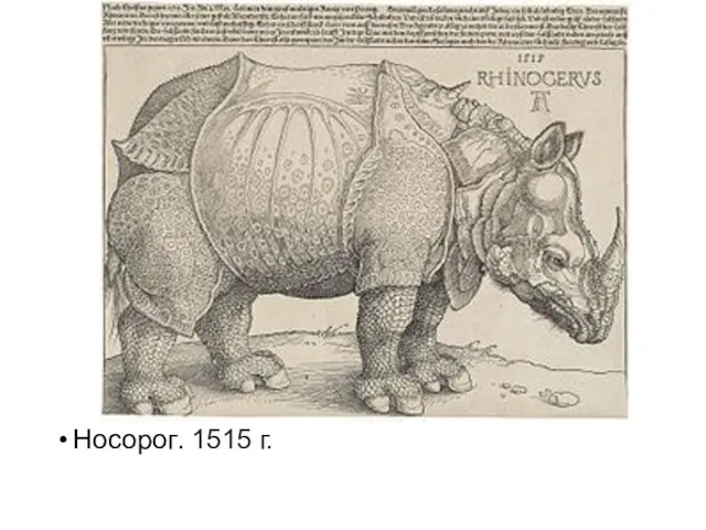 Носорог. 1515 г.