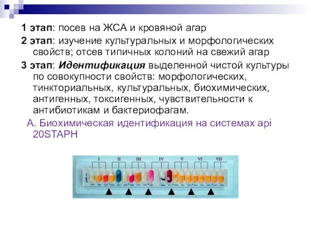 1 этап: посев на ЖСА и кровяной агар 2 этап: изучение