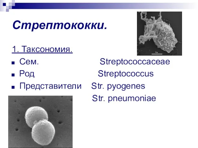 Стрептококки. 1. Таксономия. Сем. Streptococcaceae Род Streptococcus Представители Str. pyogenes Str. pneumoniae